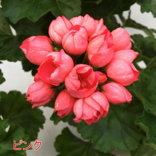 ゼラニウム 花 鉢植え 冬 春 夏 チューリップ咲き ゼラニューム 5号鉢