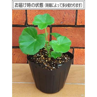 ゼラニウムさま 専用 ジェントルベイビー6 ゼラニウムさま 専用 ジェントルベイビー6 【公式通販】