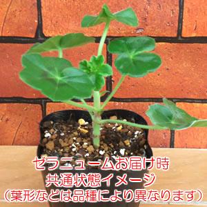 ゼラニウム 花 苗 ゼラニューム ピンクレース 八重咲き 宿根草 多年