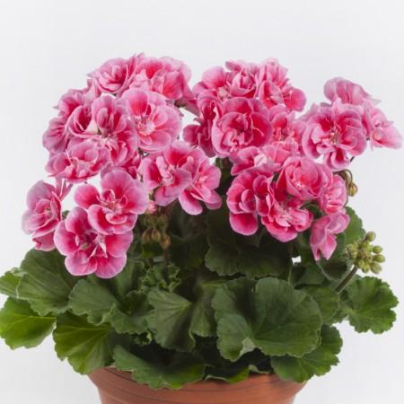 ゼラニウム ゼラニューム 花 苗 ユーロスタークオリティ スパニッシュ