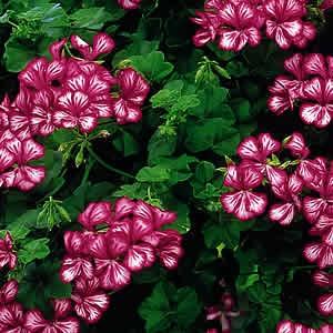 宿根草 栄養系 アイビーゼラニューム ゼラニウム ハッピーフェイス メックス １株 N Gera Hafamex イングの森 花 苗 育て方 通販 Yahoo ショッピング