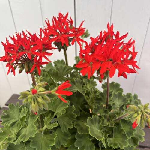 宿根草 星咲きゼラニューム ( ホシザキゼラニウム ) 4号鉢（直径12cm