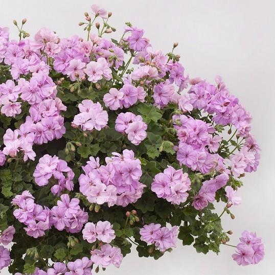 ゼラニウム アイビーゼラニューム 八重咲き 宿根草 栄養系 苗 ロージー１株 N Gera Ivyw Rosy イングの森 花 苗 育て方 通販 Yahoo ショッピング