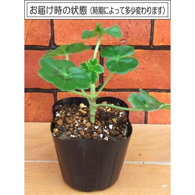 ゼラニウム アイビーゼラニューム 花 苗 八重咲き 宿根草 栄養系 ゼラニューム ホワイトパール 1株 育て方の説明書付 N Gera Ivyw Wp イングの森 花 苗 球根 育て方 通販 Yahoo ショッピング