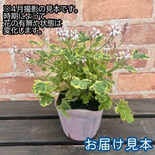 宿根草 ナツメグゼラニューム （ ゼラニウム ） 3.5号（直径10.5cm