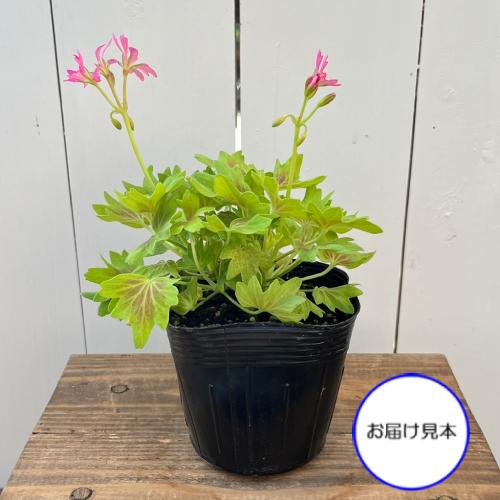 宿根草 もみじ葉ゼラニューム ( ゼラニウム ) ピンクファイヤー 3.5号