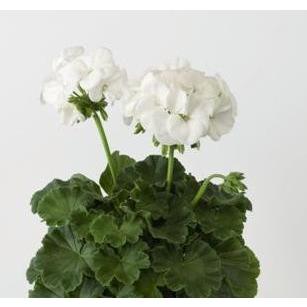 ゼラニウム 花 苗 ゼラニューム リンゴ2000 ホワイト 1株 宿根草