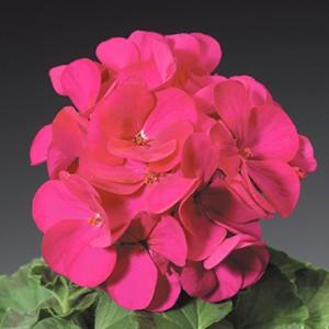 ゼラニューム ゼラニウム 花 苗 りんご2000バイオレット 1株 宿根草