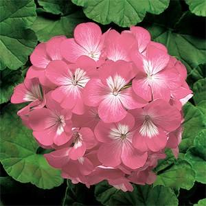 ゼラニウム ゼラニューム 花 苗 宿根草 リンゴ２０００ ローズ １株 N Geranium Ringo R イングの森 花 苗 球根 育て方 通販 Yahoo ショッピング
