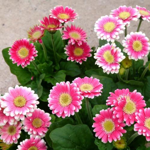 ミニガーベラ 花 苗 プリティピンク 1株 宿根草 コンパクトタイプ 色の濃淡はあります グラデーションカラー イングリッシュガーデン N Gerbera Pp イングの森 花 苗 球根 育て方 通販 Yahoo ショッピング