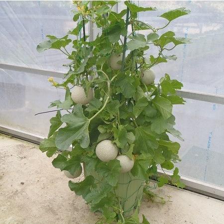 ミニメロン 苗木 フルーツ 果実 メロリーナ 1株 家庭菜園 プランター 交配せずに結実できます N Gfp Melon イングの森 花 苗 育て方 通販 Yahoo ショッピング