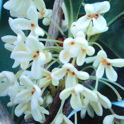 ギンモクセイ 花 苗木 秋 ぎんもくせい 銀木犀 １株 常緑小高木 香る家庭樹 シンボルツリー N Ginmokusei イングの森 花 苗 球根 育て方 通販 Yahoo ショッピング