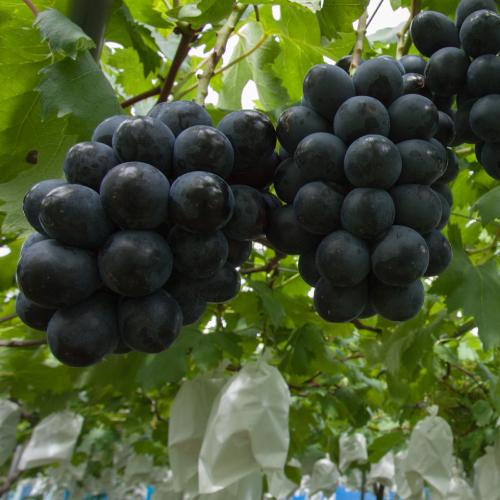 BKシードレスぶどえPVP苗木 BKシードレス PVP苗木 【公式通販】