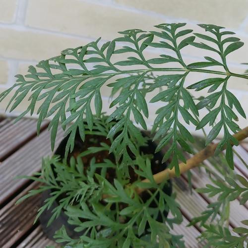 グレビレア ロブスタ 花 苗 観葉植物 グレヴィレア 5号鉢 直径15cm