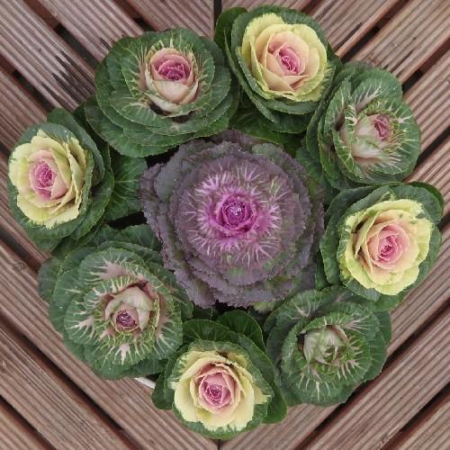 葉牡丹 花 鉢植えカラフル9株 花寄せ植え ミニ 直径24cm鉢のお手軽バージョン 全国送料無料 他品同梱不可 N Habotan M イングの森 花 苗 育て方 通販 Yahoo ショッピング