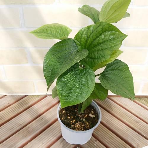 ハイゴショウ 苗 クッキングハーブ チャプルー 這胡椒 4号鉢 コショウ科のツル植物 観葉 N Haigosho イングの森 母の日 プレゼント ギフト 花 通販 Yahoo ショッピング