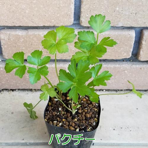パクチー 香草 苗 2株セット シャンツァイ コリアンダー ギガランキングｊｐ