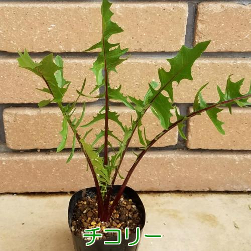 キッチンハーブ チコリー 2株セット 無農薬栽培品 ベビーリーフ 家庭菜園 おうち野菜 N Harb Tikori イングの森 花 苗 育て方 通販 Yahoo ショッピング