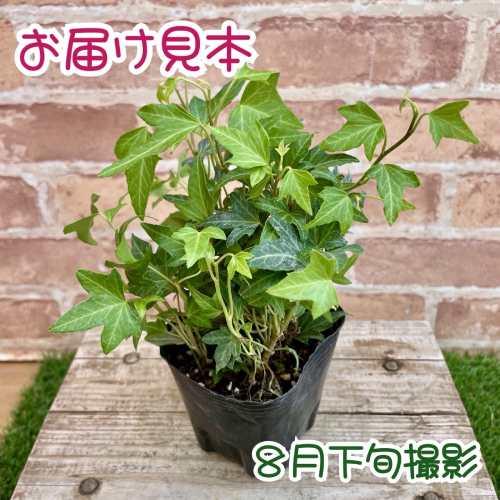 アイビー シザーヘデラ 3号（直径9cm）ポット苗 1株 観葉植物 カラー