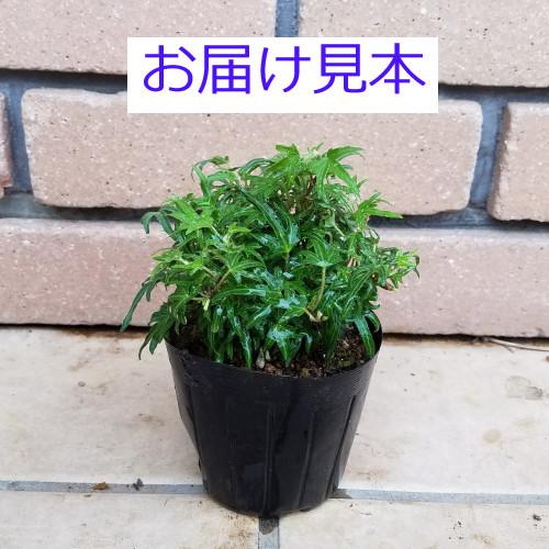 タイニーブッシュ ヘデラ 苗 アイビー グランドカバープランツ 多年草 9cmポット １株 おすすめ 寄せ植え 地温抑制 乾燥防止 半日陰ok N Hedera Tinybush イングの森 花 苗 育て方 通販 Yahoo ショッピング