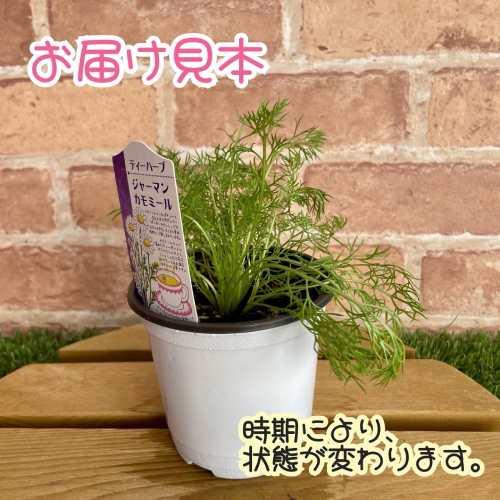 ハーブ ジャーマンカモミール 3.5号（直径10.5cm）ポット苗 1個 ティー