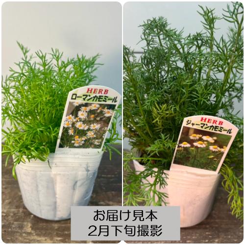 10種から選べるハーブ苗セット　2ポット650円〜　ご注文用 楽天市場】ハーブ 選べる 苗の通販