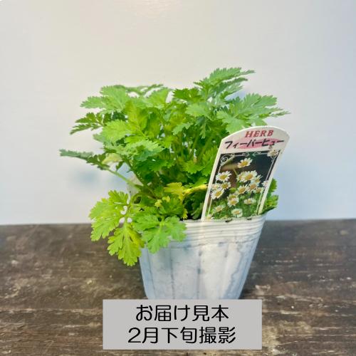 ハーブ 20種類から選べる!! 3号 (直径9cm) ポット苗 1個 常緑低木