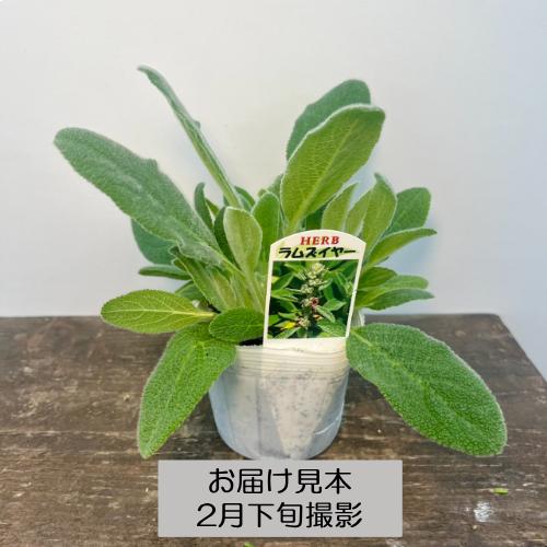 ハーブ 20種類から選べる!! 3号 (直径9cm) ポット苗 1個 常緑低木
