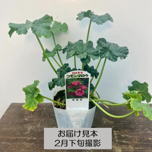 ハーブ 20種類から選べる!! 3号 (直径9cm) ポット苗 1個 常緑低木