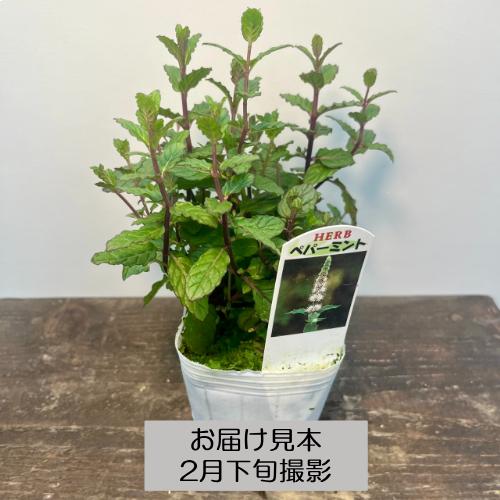 ハーブ 20種類から選べる!! 3号 (直径9cm) ポット苗 1個 常緑低木