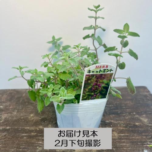 ハーブ 20種類から選べる!! 3号 (直径9cm) ポット苗 1個 常緑低木