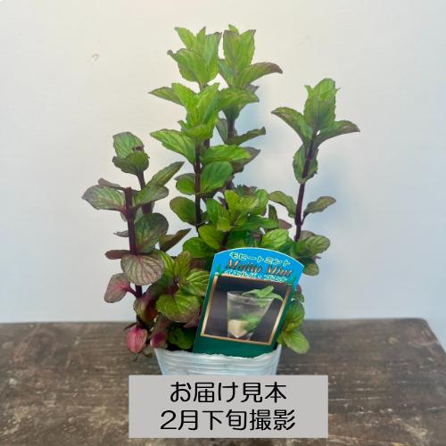 ハーブ 20種類から選べる!! 3号 (直径9cm) ポット苗 1個 常緑低木