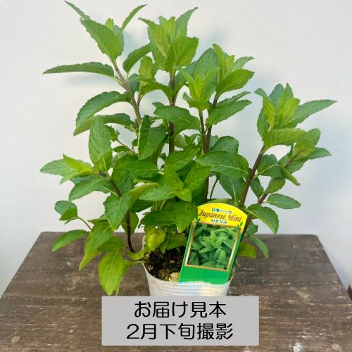 ハーブ 20種類から選べる!! 3号 (直径9cm) ポット苗 1個 常緑低木