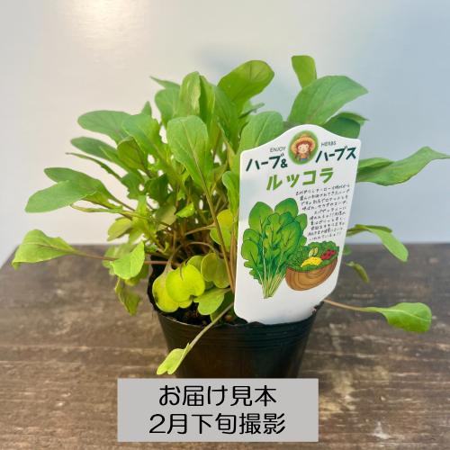 ハーブ 20種類から選べる!! 3号 (直径9cm) ポット苗 1個 常緑低木