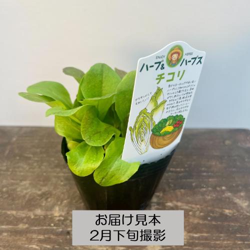 ハーブ 20種類から選べる!! 3号 (直径9cm) ポット苗 1個 常緑低木