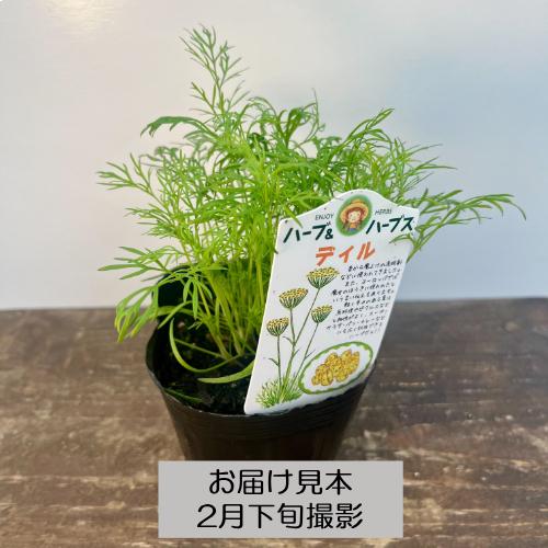 ハーブ 20種類から選べる!! 3号 (直径9cm) ポット苗 1個 常緑低木