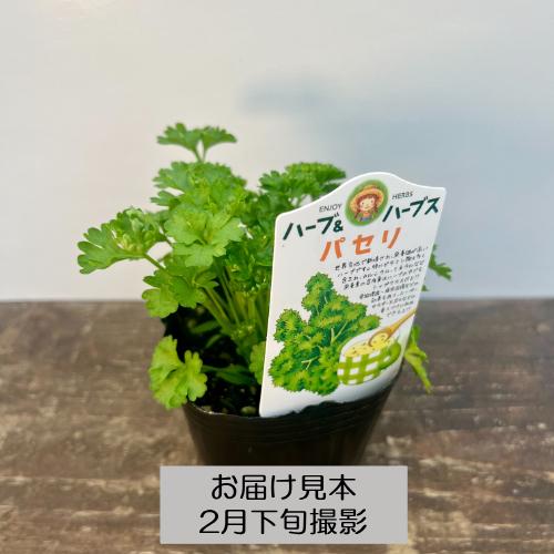 ハーブ 20種類から選べる!! 3号 (直径9cm) ポット苗 1個 常緑低木