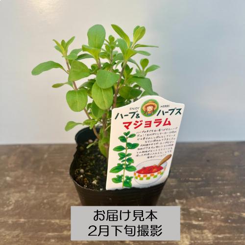 ハーブ 20種類から選べる!! 3号 (直径9cm) ポット苗 1個 常緑低木