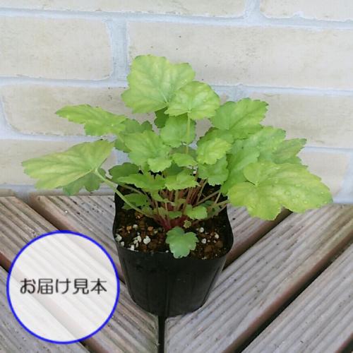 ヒューケラ ツボサンゴ ドルチェ 花 苗 フローズンマスカット 3号 直径9cm ポット １株 宿根草 シェードガーデン カラーリーフプランツ N Heuche Dor Fm イングの森 花 苗 球根 育て方 通販 Yahoo ショッピング