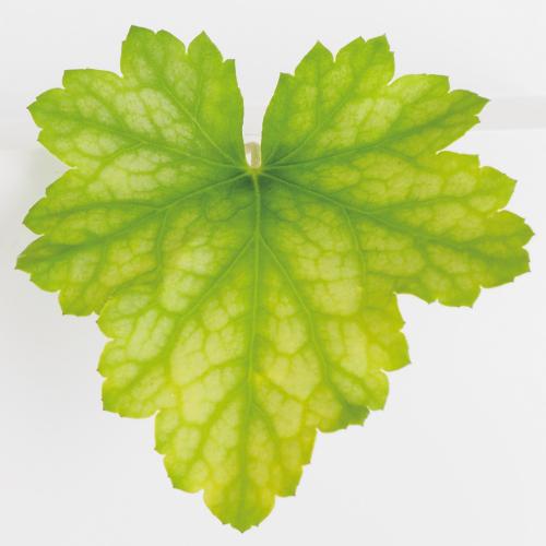 ヒューケラ ツボサンゴ ドルチェ 花 苗 フローズンマスカット 3号 直径9cm ポット １株 宿根草 シェードガーデン カラーリーフプランツ N Heuche Dor Fm イングの森 花 苗 球根 育て方 通販 Yahoo ショッピング