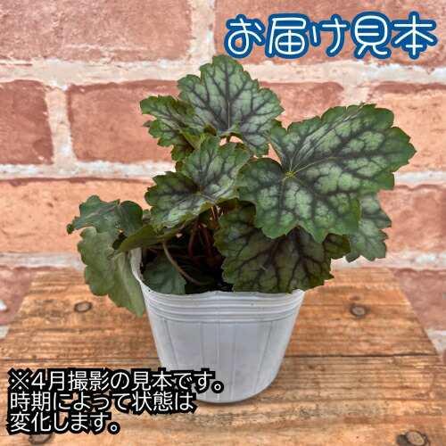宿根草 ヒューケラ（ツボサンゴ） マーベラスマーブル 3号（直径9cm