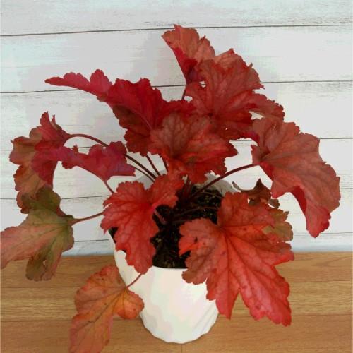 宿根草 ヒューケラ パプリカ ５号鉢2年育成物 N Heuche Pp5 イングの森 花 苗 育て方 通販 Yahoo ショッピング