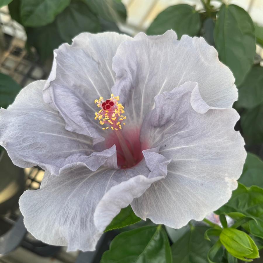 ハイビスカス　ロングライフシリーズ　ケイト　超大苗　4年目苗 ハイビスカス（ニューロングライフ）：ケイト4号鉢植え の通販