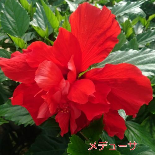 ハイビスカス 花 鉢植え ロングライフシリーズ 夏 春 秋 ５号 晩秋まで咲き続け毎年楽しめる その2 N Hibislong5n2 イングの森 花 苗 球根 育て方 通販 Yahoo ショッピング