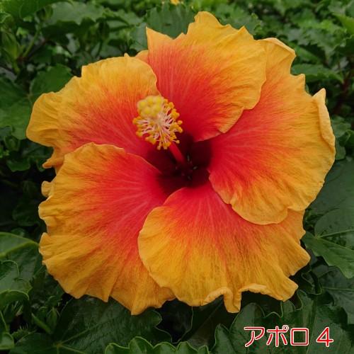 ハイビスカス 花 鉢植え ロングライフシリーズ 夏 春 秋 ５号 晩秋まで咲き続け毎年楽しめる その2 N Hibislong5n2 イングの森 花 苗 育て方 通販 Yahoo ショッピング