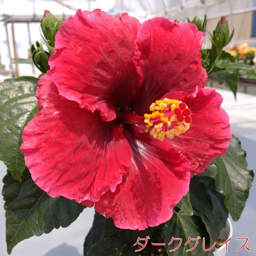ハイビスカス 花 苗 ロングライフシリーズ 5号鉢植え その3 ダーク