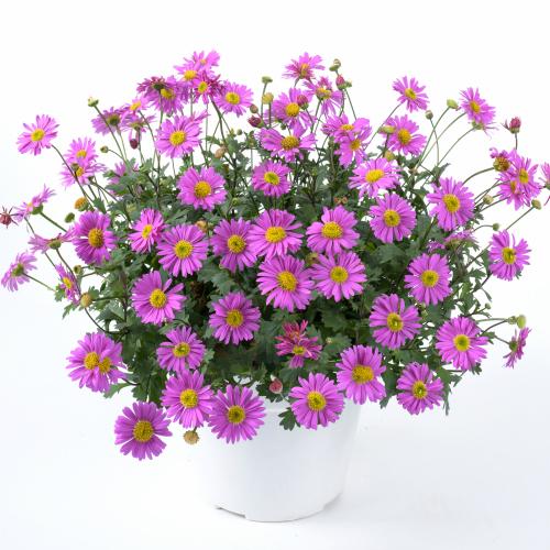 姫小菊 花 苗 春 夏 秋 ブラキカム フレスコキャンディ 1株 宿根草 ヒメコギク グランドカバー イングリッシュガーデン 寄せ植え N Himekiku Cand イングの森 花 苗 育て方 通販 Yahoo ショッピング