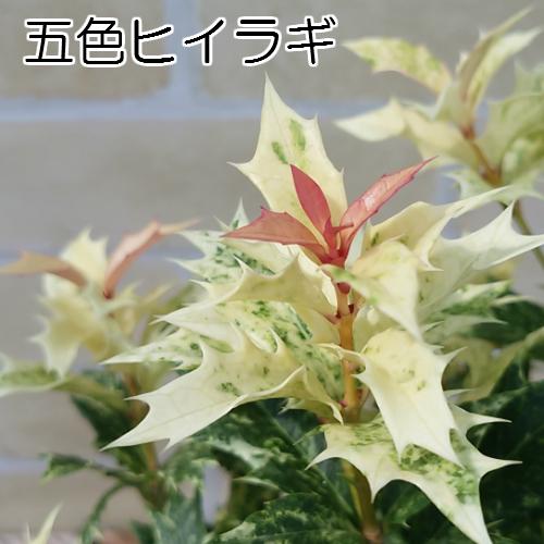 ガーデニング　植物　五色柊　鉢つき 五色ヒイラギ 鉢植え カラーリーフ 観葉植物 柊 ひいらぎ 直径13.5cm