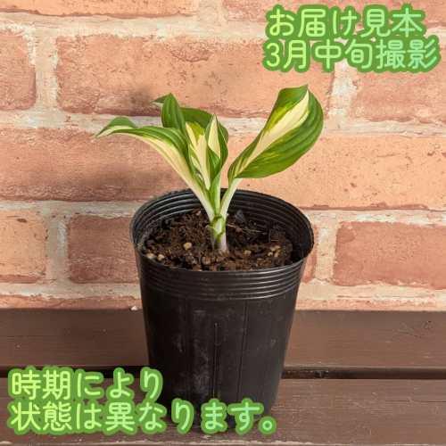 ホスタ(ギボウシ) メディオバリエガータ 3号（直径9cm）ポット苗 1株