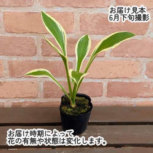 ホスタ(ギボウシ) 錦十文字ぎぼし 3号（直径9cm）ポット苗 1株